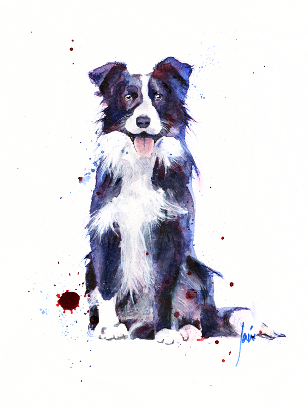 collie